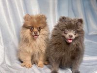 Pomeranian Puppies for sale in Tulsa, Oklahoma. price: $2,000