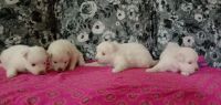 Pomeranian Puppies for sale in Secunderabad, Telangana. price: 5,000 INR