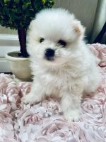 Pomeranian Puppies for sale in San Diego, California. price: $2,800
