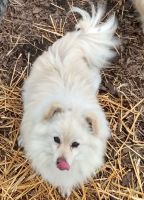 Pomeranian Puppies for sale in Montgomery City, MO 63361, USA. price: $500