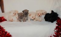 Pomeranian Puppies for sale in Lumberton, Mississippi. price: $800