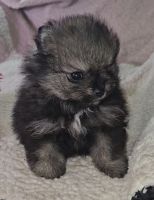 Pomeranian Puppies for sale in 1799 County Rd 129, Centerville, TX 75833, USA. price: $2,000