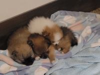 Pomeranian Puppies for sale in Auburn, Washington. price: NA