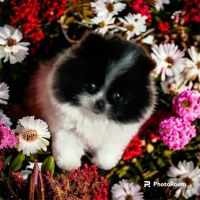 Pomeranian Puppies for sale in Cleveland, Ohio. price: $3,200