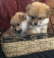 Pomeranian Puppies for sale in Aberdeen, North Carolina. price: $1,200