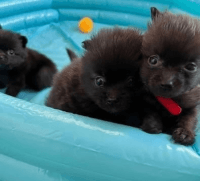 Pomeranian Puppies for sale in Alexandria, Kentucky. price: $350