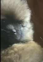 Pomeranian Puppies for sale in Blackstone, VA 23824, USA. price: $1,500