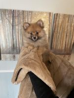 Pomeranian Puppies for sale in Johnson City, Tennessee. price: $1,500