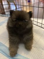 Pomeranian Puppies for sale in Galt, California. price: $800