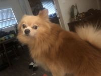 Pomeranian Puppies for sale in lakewood, California. price: $500