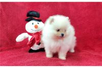 Pomeranian Puppies for sale in Lancaster, Pennsylvania. price: $600