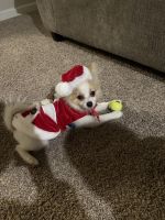 Pomeranian Puppies for sale in Rochester Hills, Michigan. price: $1,500