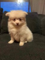 Pomeranian Puppies for sale in Lansing, Michigan. price: $500