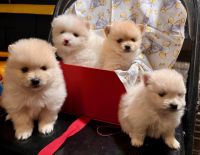 Pomeranian Puppies for sale in Perris, California. price: $750