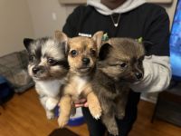 Pomeranian Puppies for sale in Sacramento, California. price: $500