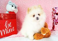 Pomeranian Puppies for sale in Forsyth County, GA, USA. price: $1,950