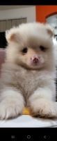 Pomeranian Puppies for sale in Apache Junction, Arizona. price: $1,000