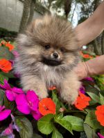 Pomeranian Puppies for sale in Miami, Florida. price: NA