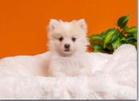 Pomeranian Puppies for sale in Maplewood, New Jersey. price: $4,600