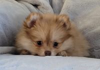 Pomeranian Puppies for sale in Dalton, OH 44618, USA. price: $2,100