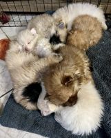 Pomeranian Puppies for sale in Vallejo, California. price: $2,500