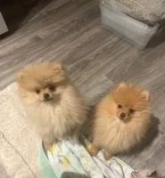 Pomeranian Puppies for sale in Mount Prospect, Illinois. price: $1,300