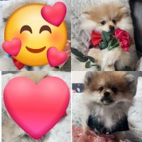 Pomeranian Puppies for sale in Vancouver, Washington. price: NA