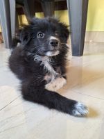 Pomeranian Puppies for sale in Mulanthuruthy, Kerala. price: 4,000 INR