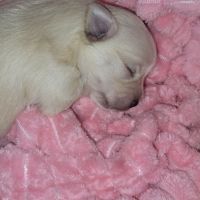 Pomeranian Puppies for sale in Menifee, California. price: $900