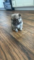 Pomeranian Puppies for sale in Rocky Mount, Virginia. price: $650