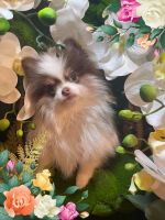 Pomeranian Puppies for sale in Vacaville, California. price: $1,300