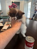 Pomeranian Puppies for sale in Moss Point, Mississippi. price: $1,800
