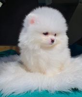 Pomeranian Puppies for sale in Miami Beach, Florida. price: $3,500