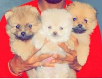 Pomeranian Puppies for sale in New Delhi, Delhi. price: 15,000 INR