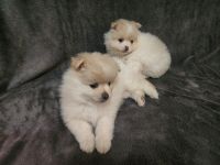 Pomeranian Puppies for sale in Stillwater, Oklahoma. price: $500