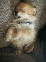 Pomeranian Puppies for sale in Seabrook, New Hampshire. price: $2,500