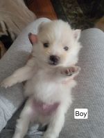 Pomeranian Puppies for sale in Los Angeles, California. price: $700