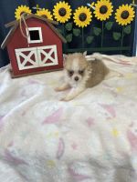 Pomeranian Puppies for sale in St Landry, LA 71367, USA. price: $1,100