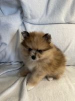 Pomeranian Puppies for sale in Toledo, Ohio. price: $2,200