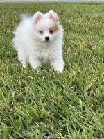 Pomeranian Puppies for sale in winter garden, Florida. price: $3,500