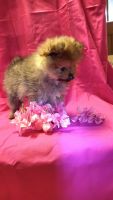 Pomeranian Puppies for sale in Asheboro, NC, USA. price: $1,000