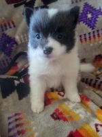 Pomeranian Puppies for sale in Sallisaw, Oklahoma. price: $600