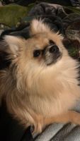 Pomeranian Puppies for sale in Forest, Virginia. price: NA