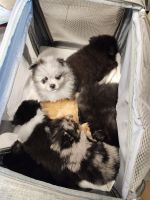 Pomeranian Puppies for sale in Puyallup, WA, USA. price: $2,000