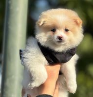 Pomeranian Puppies for sale in North Hollywood, California. price: $1,400