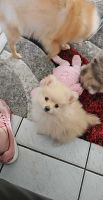 Pomeranian Puppies for sale in Florida City, Florida. price: $1,600