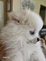 Pomeranian Puppies for sale in Sanford, Florida. price: $18,002,400