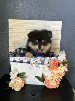 Pomeranian Puppies for sale in Manteca, California. price: $800