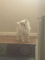 Pomeranian Puppies for sale in Bethesda, Maryland. price: $450