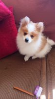 Pomeranian Puppies for sale in Indianapolis, Indiana. price: $300